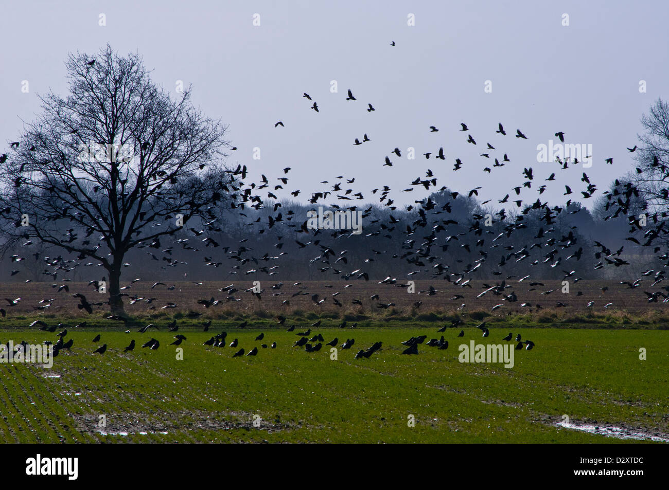 Grande gregge di corvi in un campo arabile mangiare colture Corvus frugilegus Foto Stock