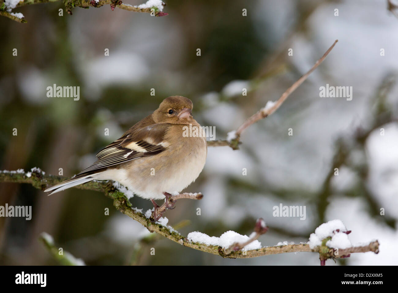 Fringuello; Fringilla coelebs; femmina; inverno; Regno Unito Foto Stock