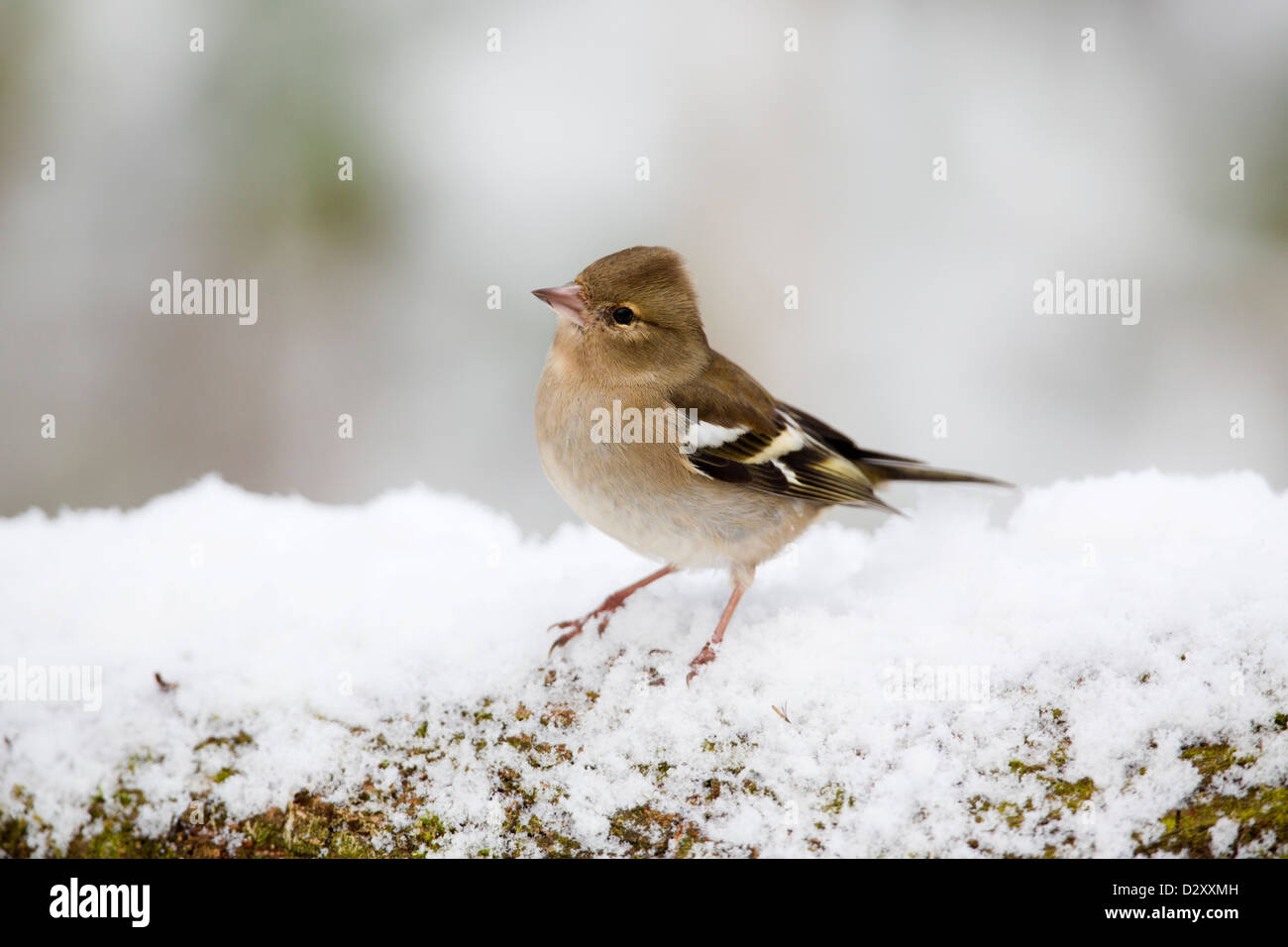 Fringuello; Fringilla coelebs; femmina; inverno; Regno Unito Foto Stock