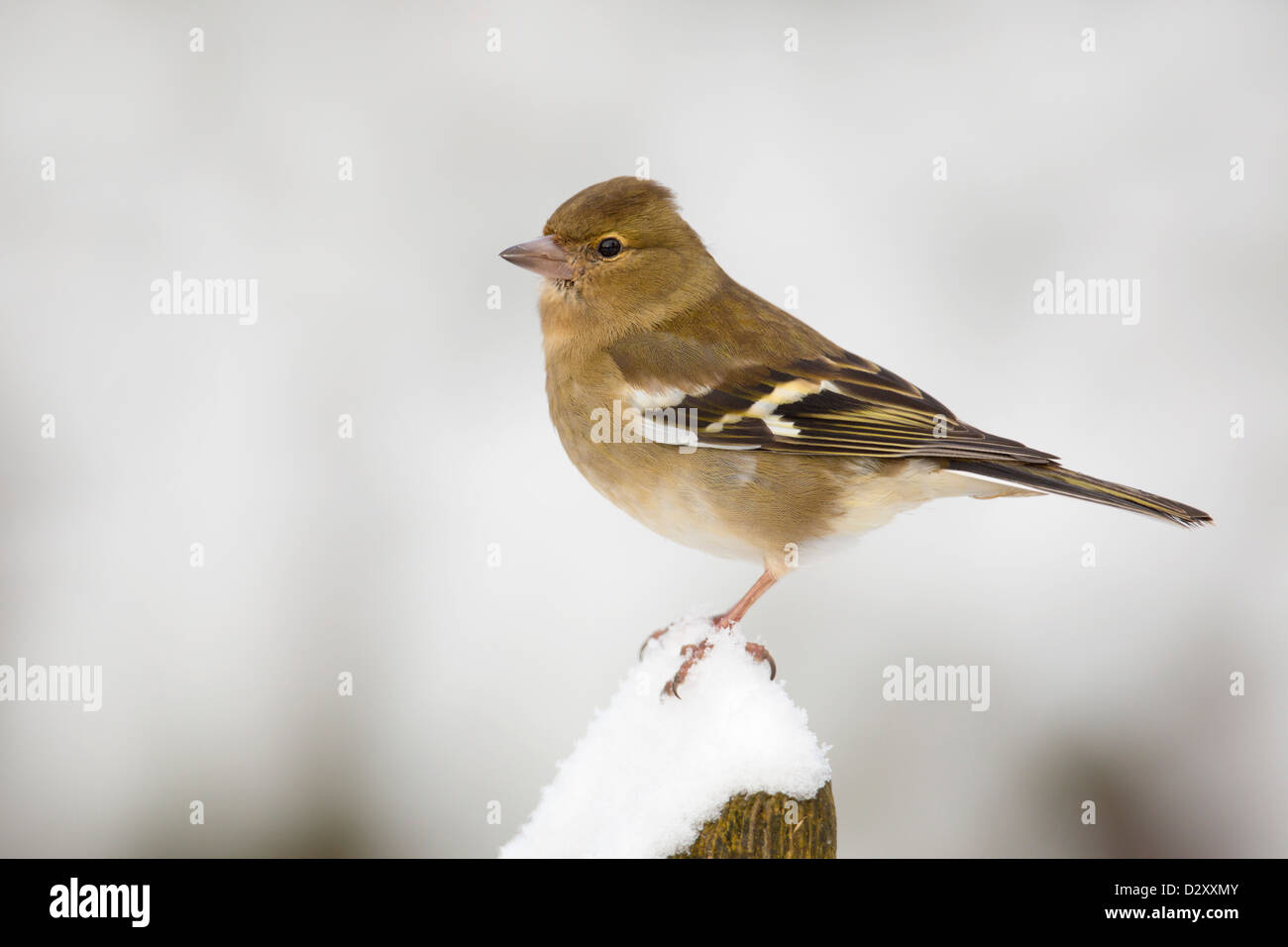 Fringuello; Fringilla coelebs; femmina; inverno; Regno Unito Foto Stock