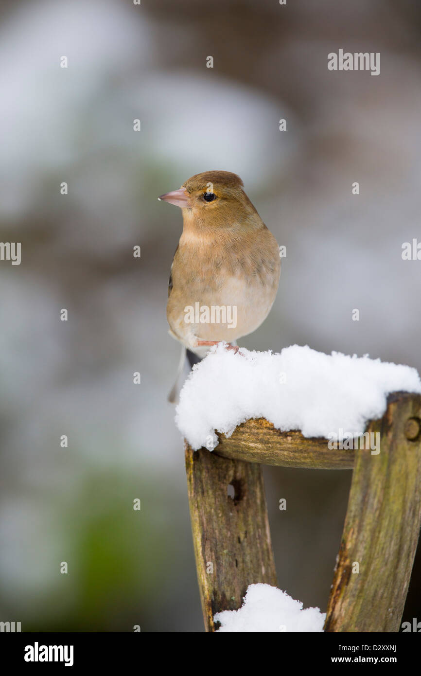 Fringuello; Fringilla coelebs; femmina; inverno; Regno Unito Foto Stock