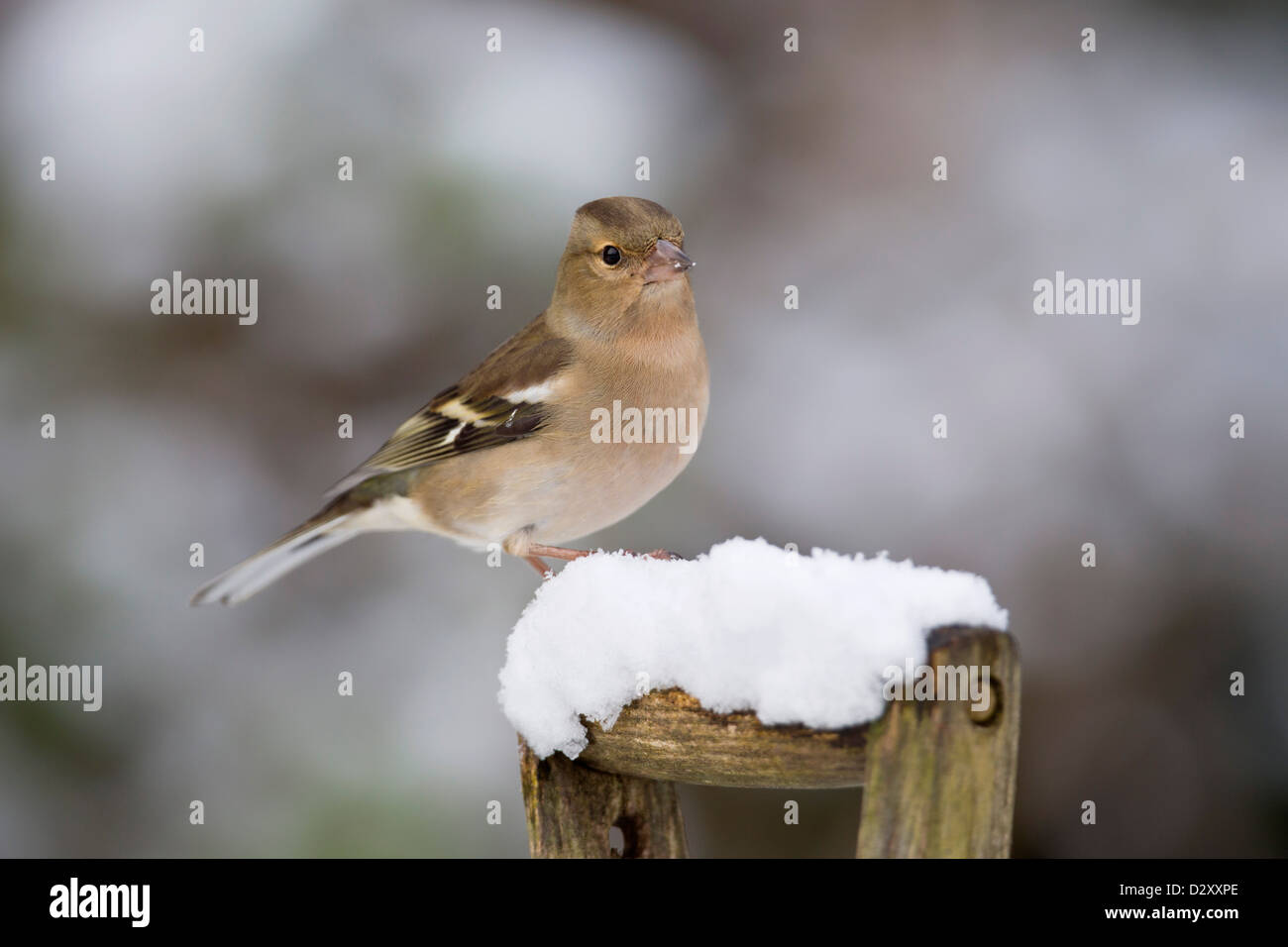 Fringuello; Fringilla coelebs; femmina; inverno; Regno Unito Foto Stock