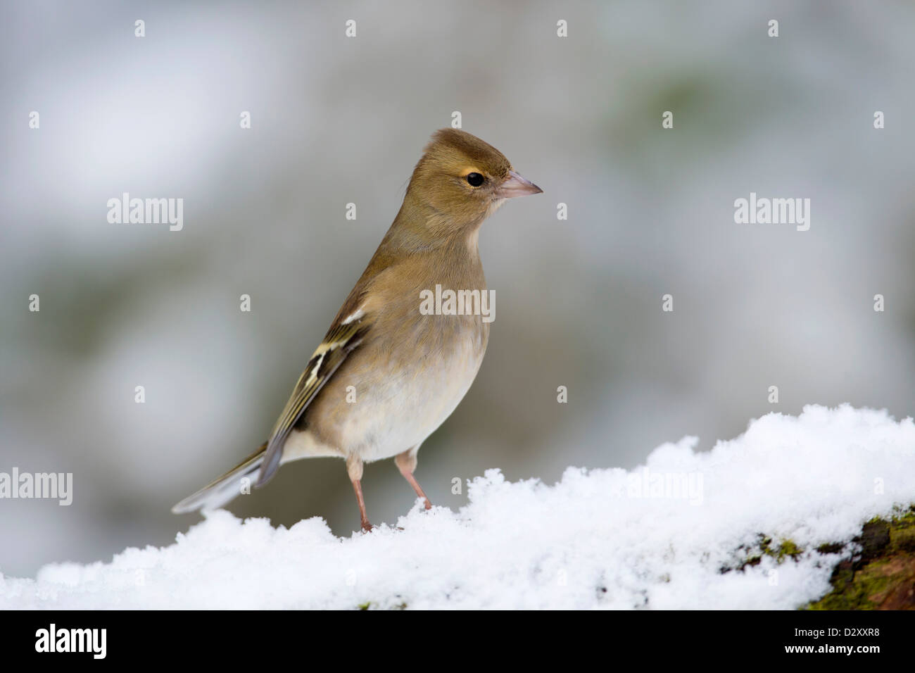 Fringuello; Fringilla coelebs; femmina; inverno; Regno Unito Foto Stock