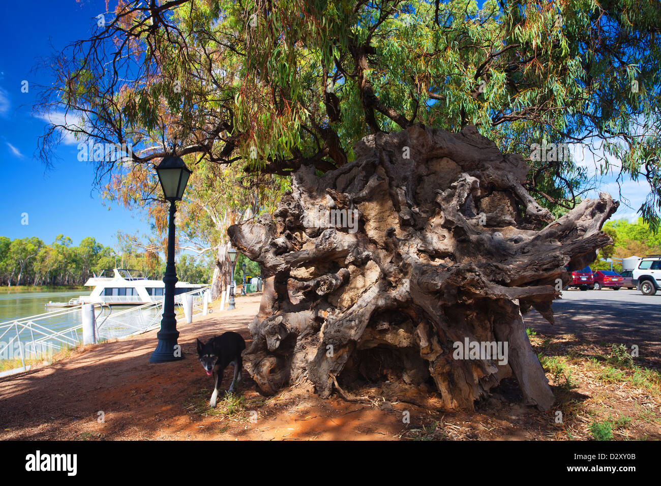 Enormi radici di un caduto albero di gomma sulle rive del fiume Murray presso la vecchia casa doganale sulla South Australian Victorian Foto Stock