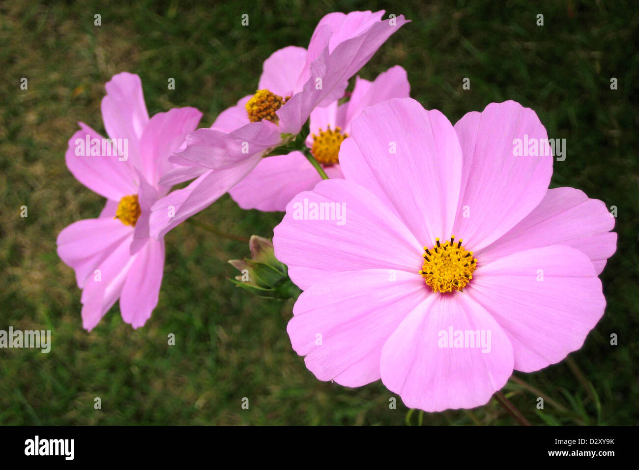 Rosa Aestri in giardino Foto Stock