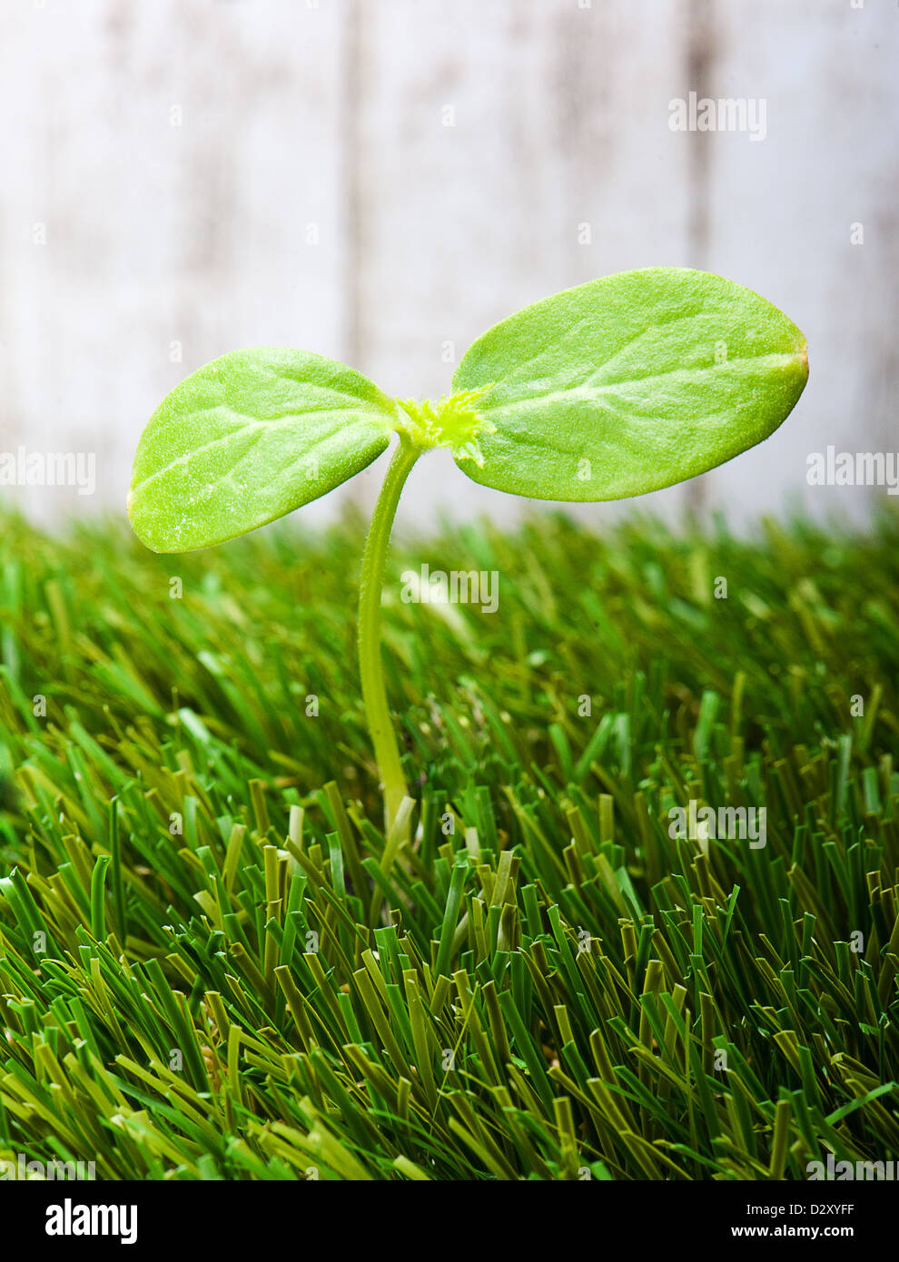 Nuovo piccolo germoglio in erba verde Foto Stock