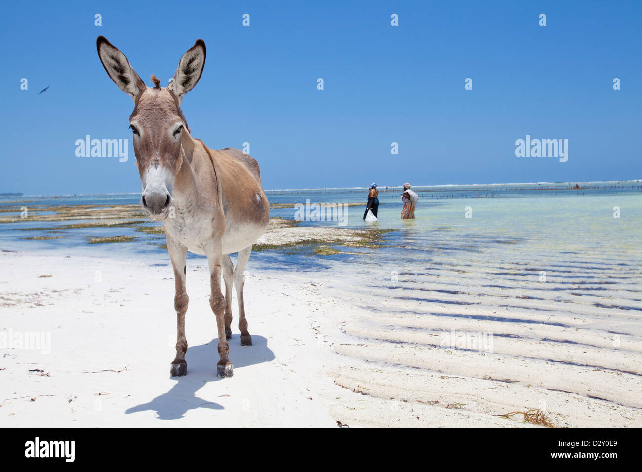 Asino su una spiaggia con due alghe gli agricoltori a piedi da, Matemwe, Zanzibar. Foto Stock
