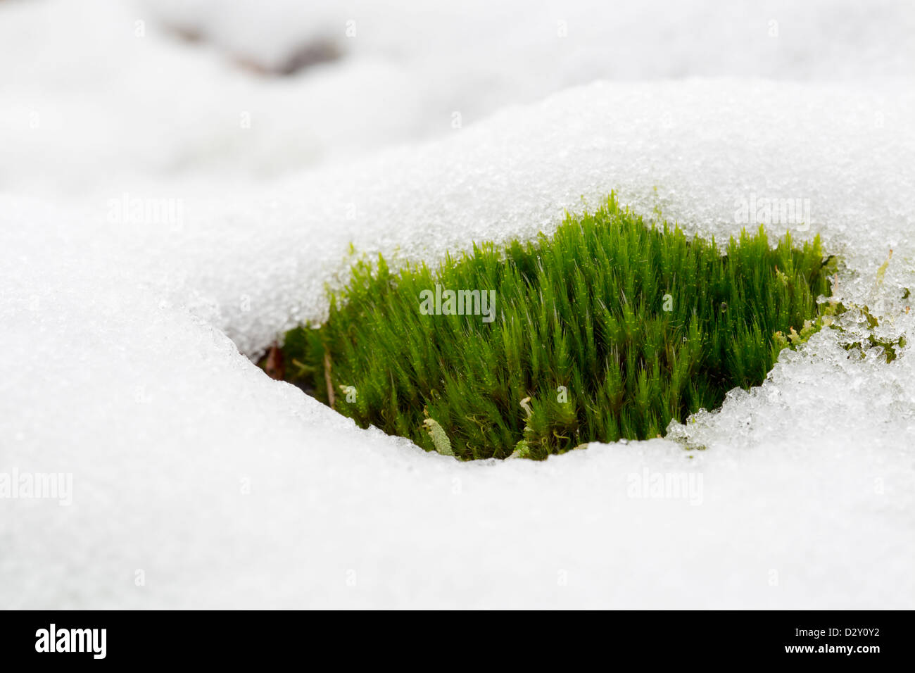 Moss nella neve; Regno Unito Foto Stock