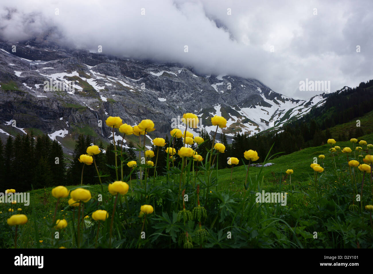 Millefiori (Trollis europaeus ranunculacaea) sotto la Grosse Scheidegg, alpi Bernesi, Svizzera Foto Stock