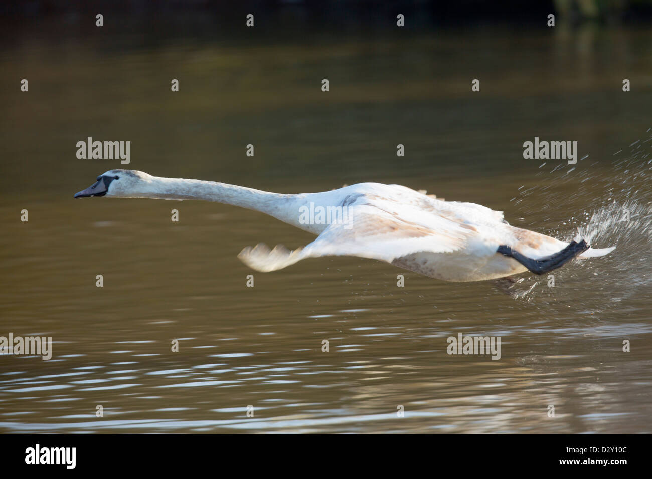 Cigno; Cygnus olor; in volo; Regno Unito Foto Stock