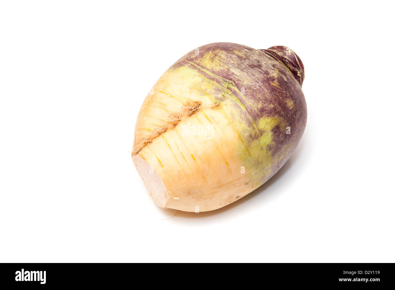 Svedese isolato su uno sfondo bianco. Foto Stock