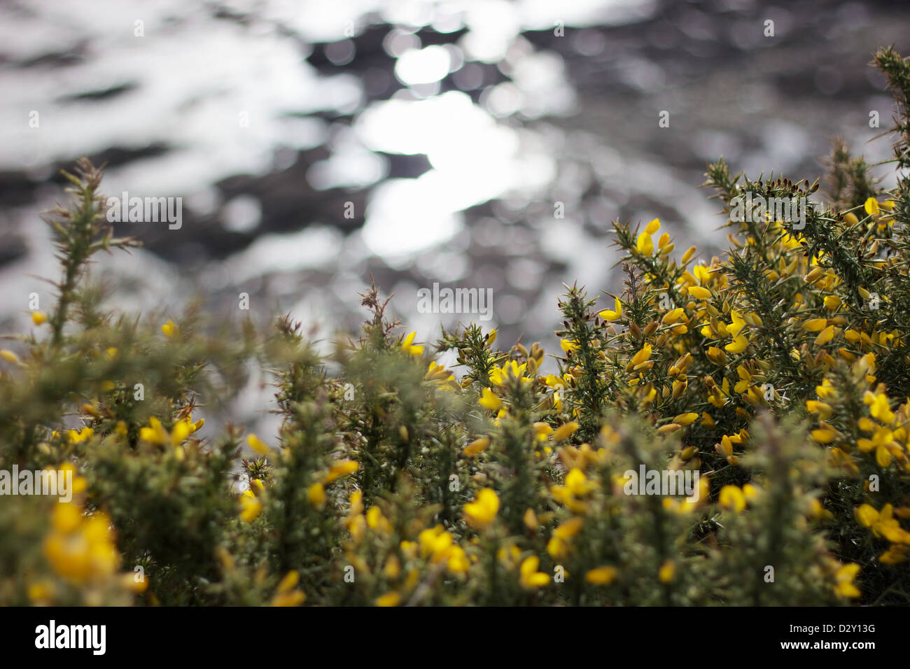 Gorse raggiungendo per la luce Foto Stock