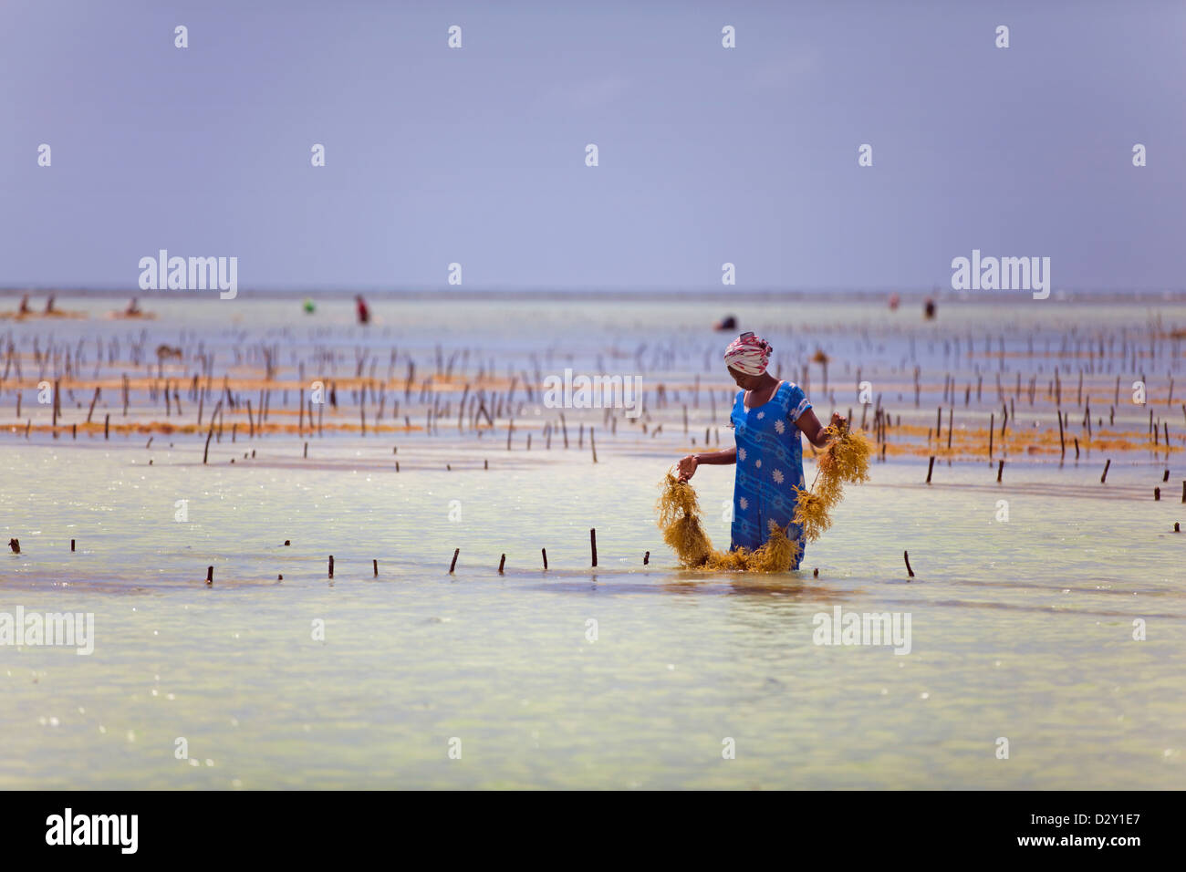 Donna con la bassa marea la raccolta di alghe, Matemwe, Zanzibar, Tanzania Foto Stock