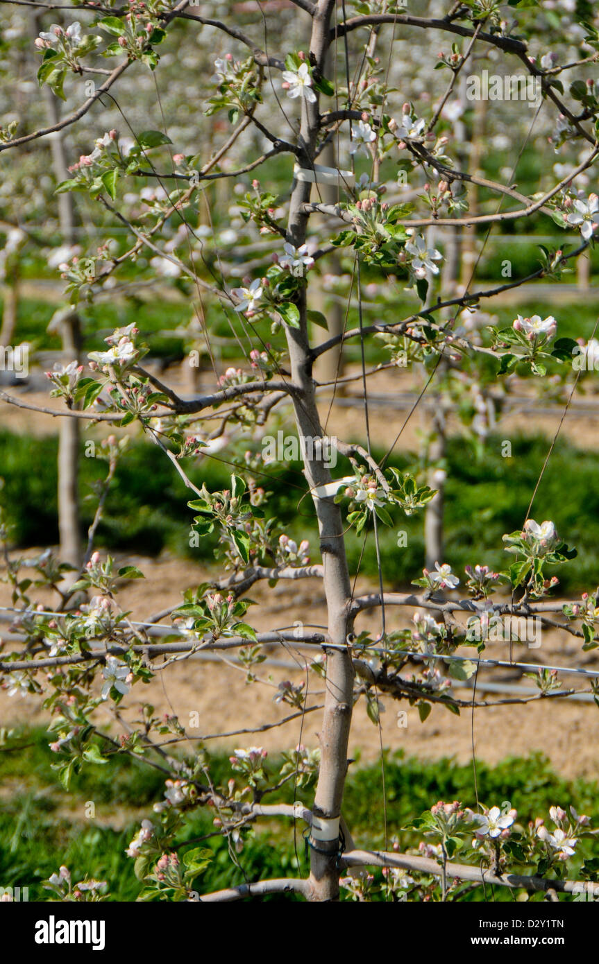 Mandrino alto albero della mela a fioritura primaverile Foto Stock