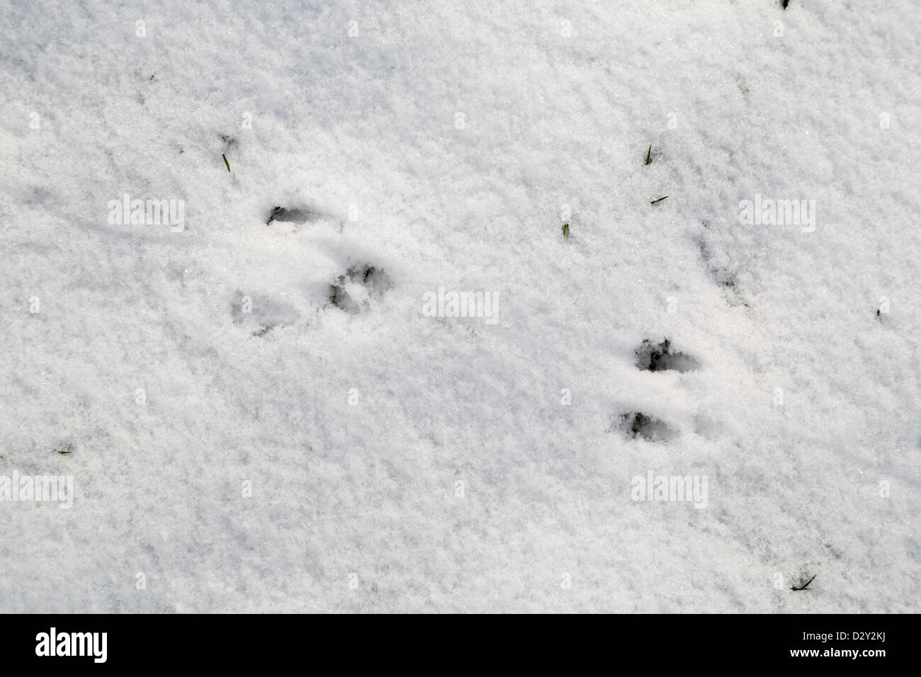 Le tracce degli animali sulla neve; eventualmente ratto; Regno Unito Foto Stock