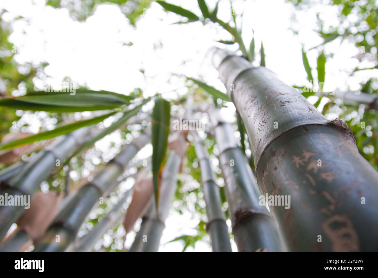 I trunk di bambù con incisioni su. Foto Stock