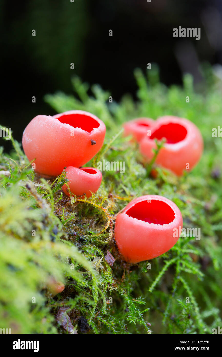 Scarlet Elf Cup; Sarcoscypha coccinea; Cornovaglia; Regno Unito; Gennaio Foto Stock