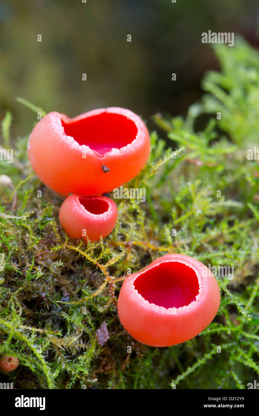 Scarlet Elf Cup; Sarcoscypha coccinea; Cornovaglia; Regno Unito; Gennaio Foto Stock
