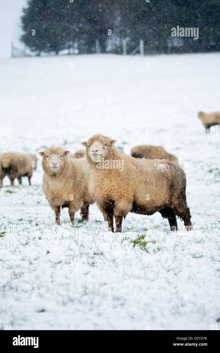 Pecore nella neve; Devon, Regno Unito Foto Stock