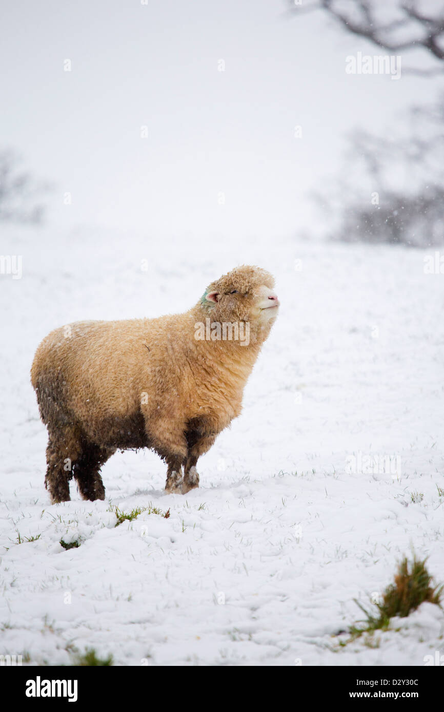 Pecore nella neve; Devon, Regno Unito Foto Stock