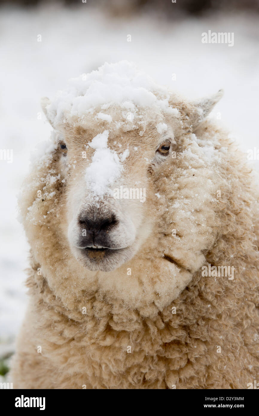 Pecore nella neve; Cornovaglia; Regno Unito Foto Stock