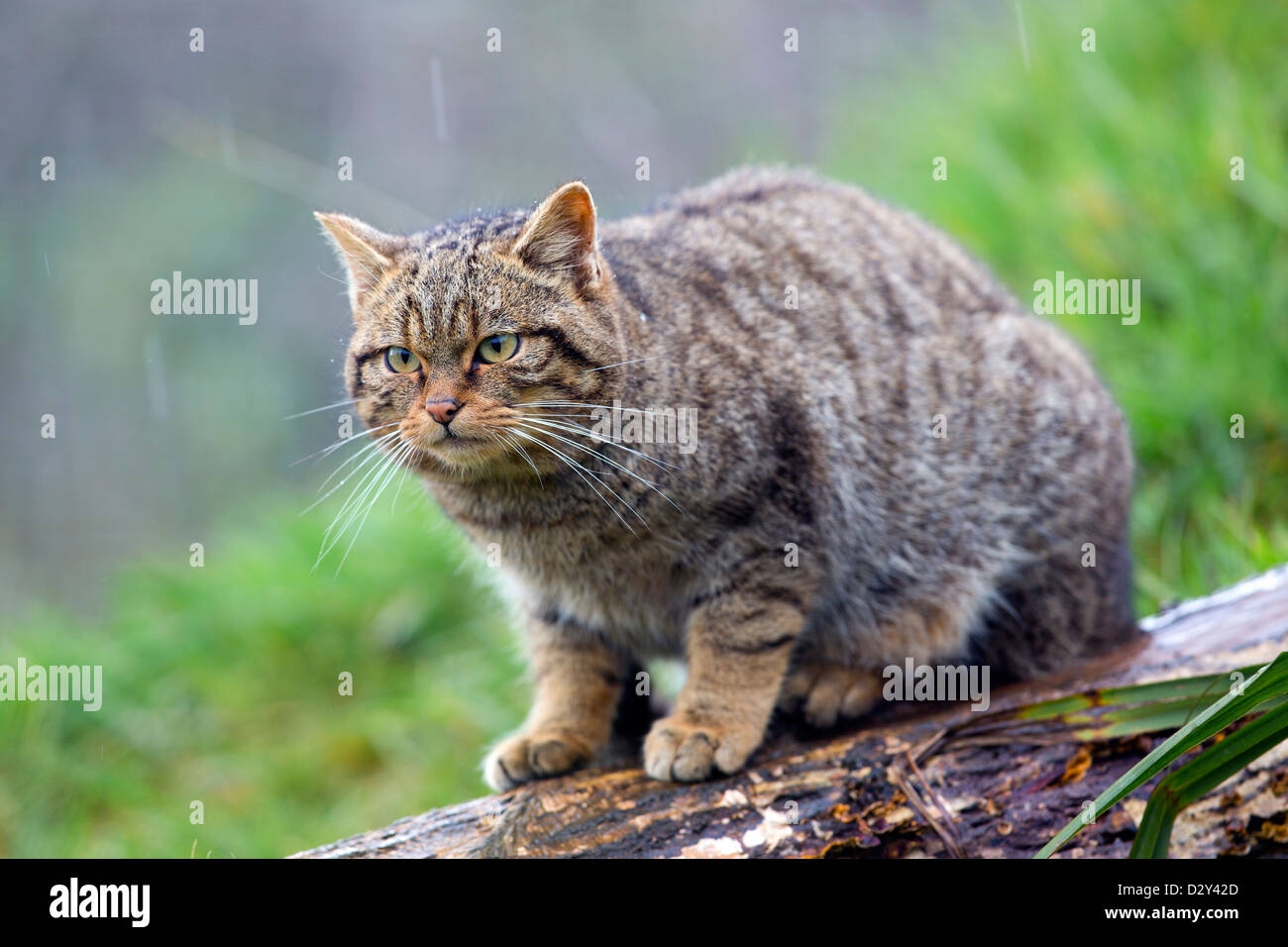 Il gatto selvatico; Felis silvestris; Regno Unito Foto Stock