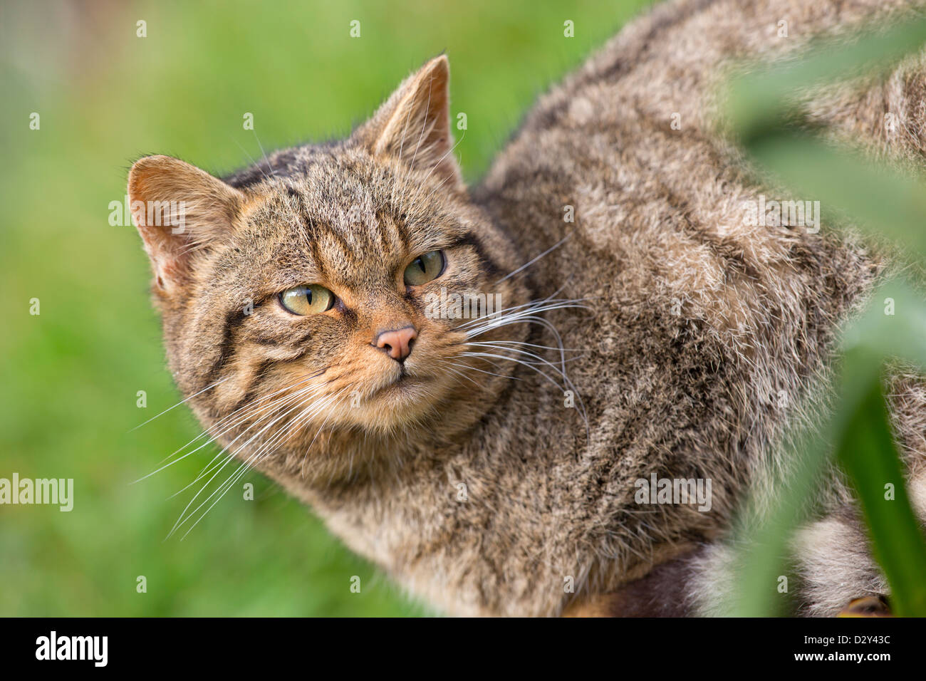 Il gatto selvatico; Felis silvestris; Regno Unito Foto Stock