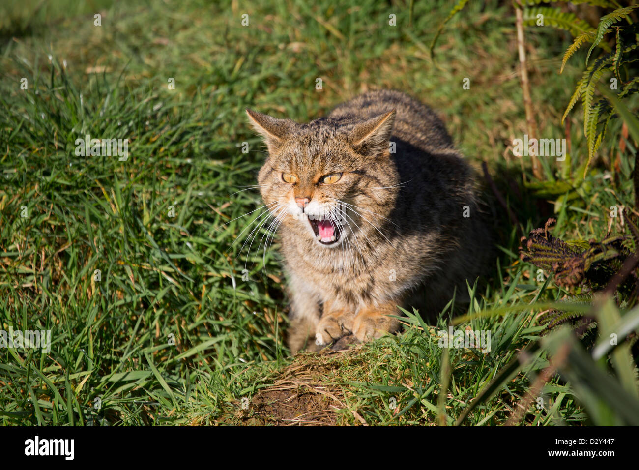 Il gatto selvatico; Felis silvestris; Regno Unito Foto Stock