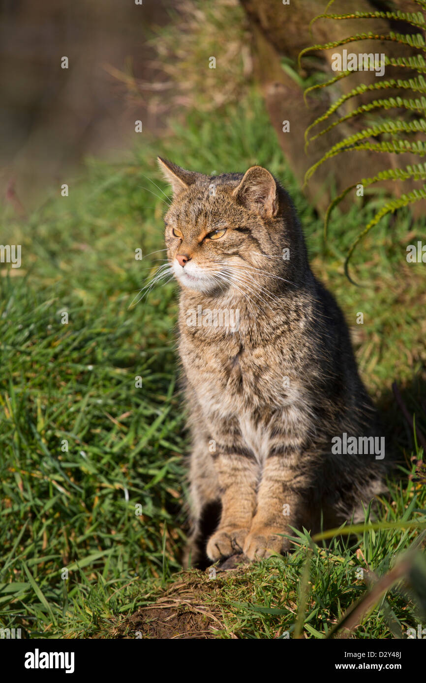 Il gatto selvatico; Felis silvestris; Regno Unito Foto Stock