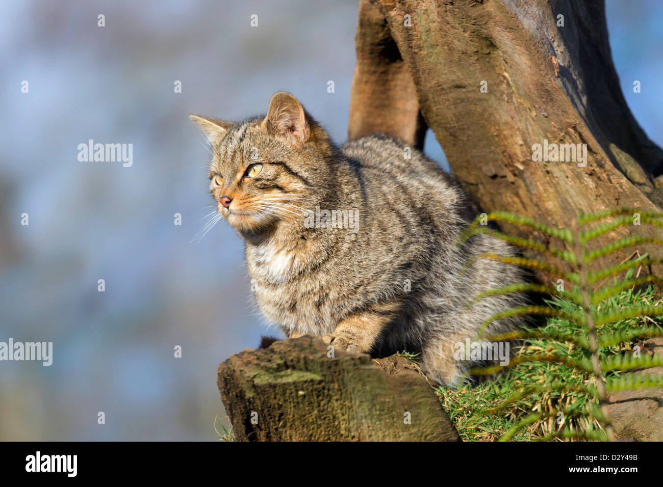 Il gatto selvatico; Felis silvestris; Regno Unito Foto Stock