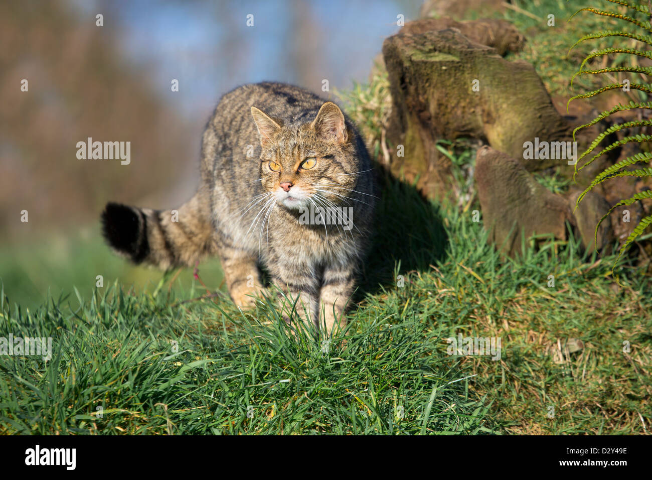 Il gatto selvatico; Felis silvestris; Regno Unito Foto Stock