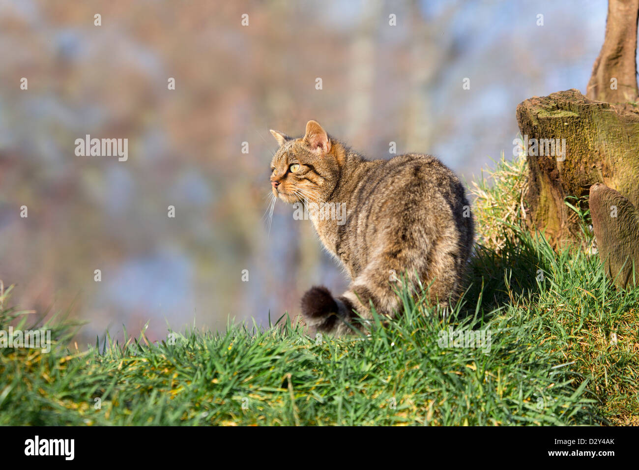 Il gatto selvatico; Felis silvestris; Regno Unito Foto Stock