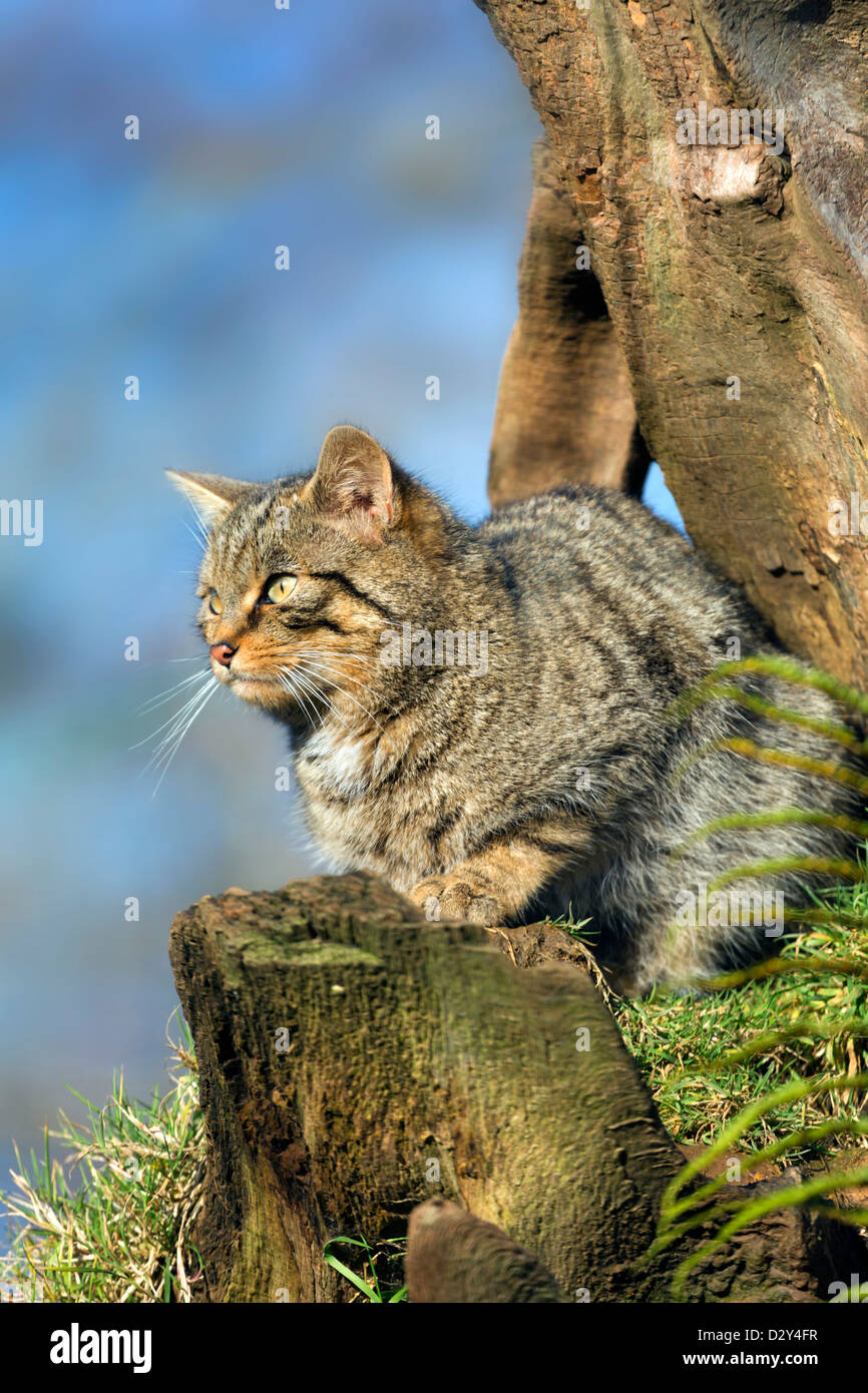 Il gatto selvatico; Felis silvestris; Regno Unito Foto Stock