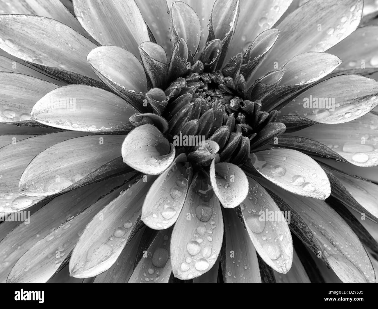 Dahlia (Gitts Crazy) close up. Oregon Foto Stock