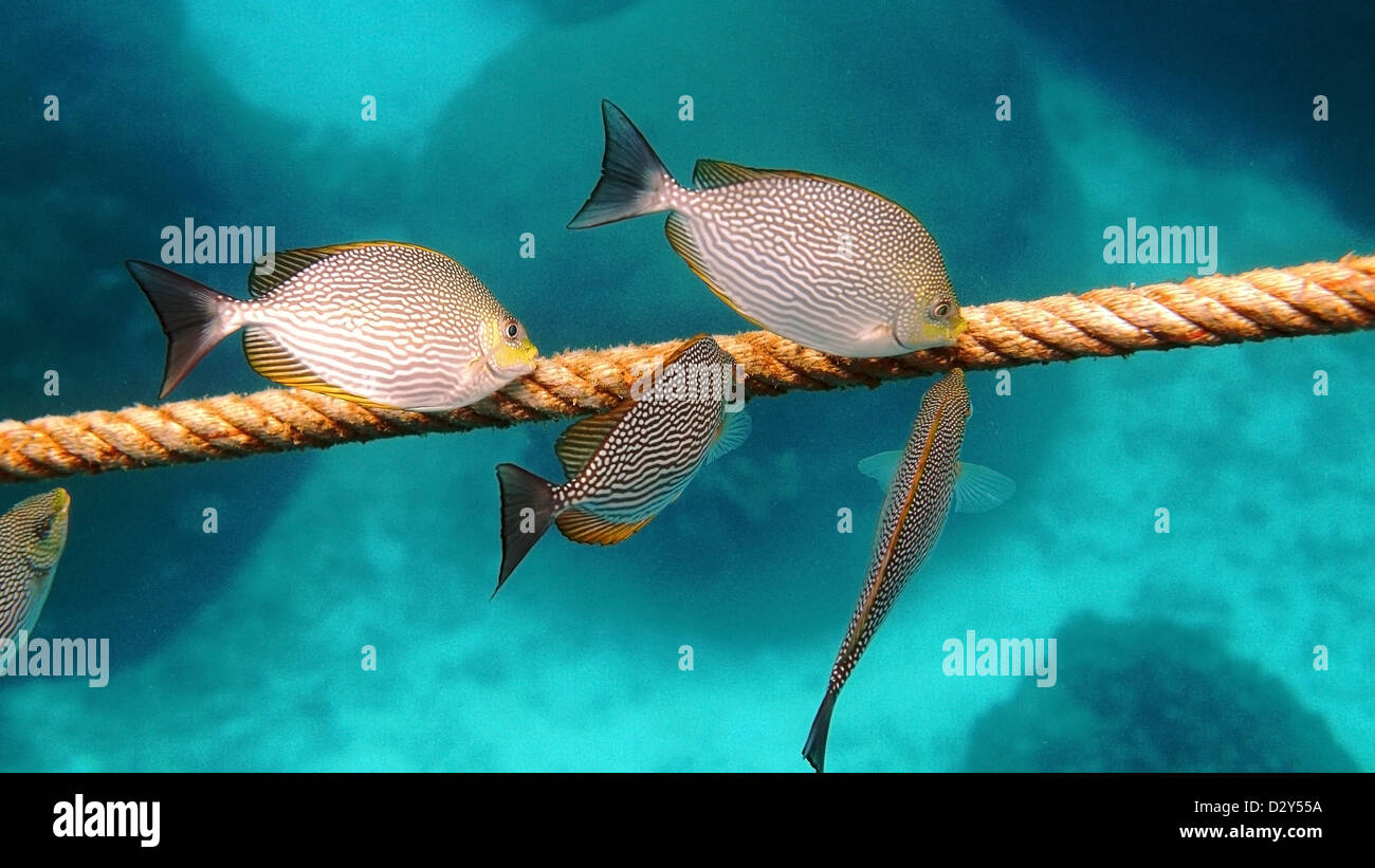 Pesce di mare a Koh Tao, Suratthani, Thailandia. Foto Stock