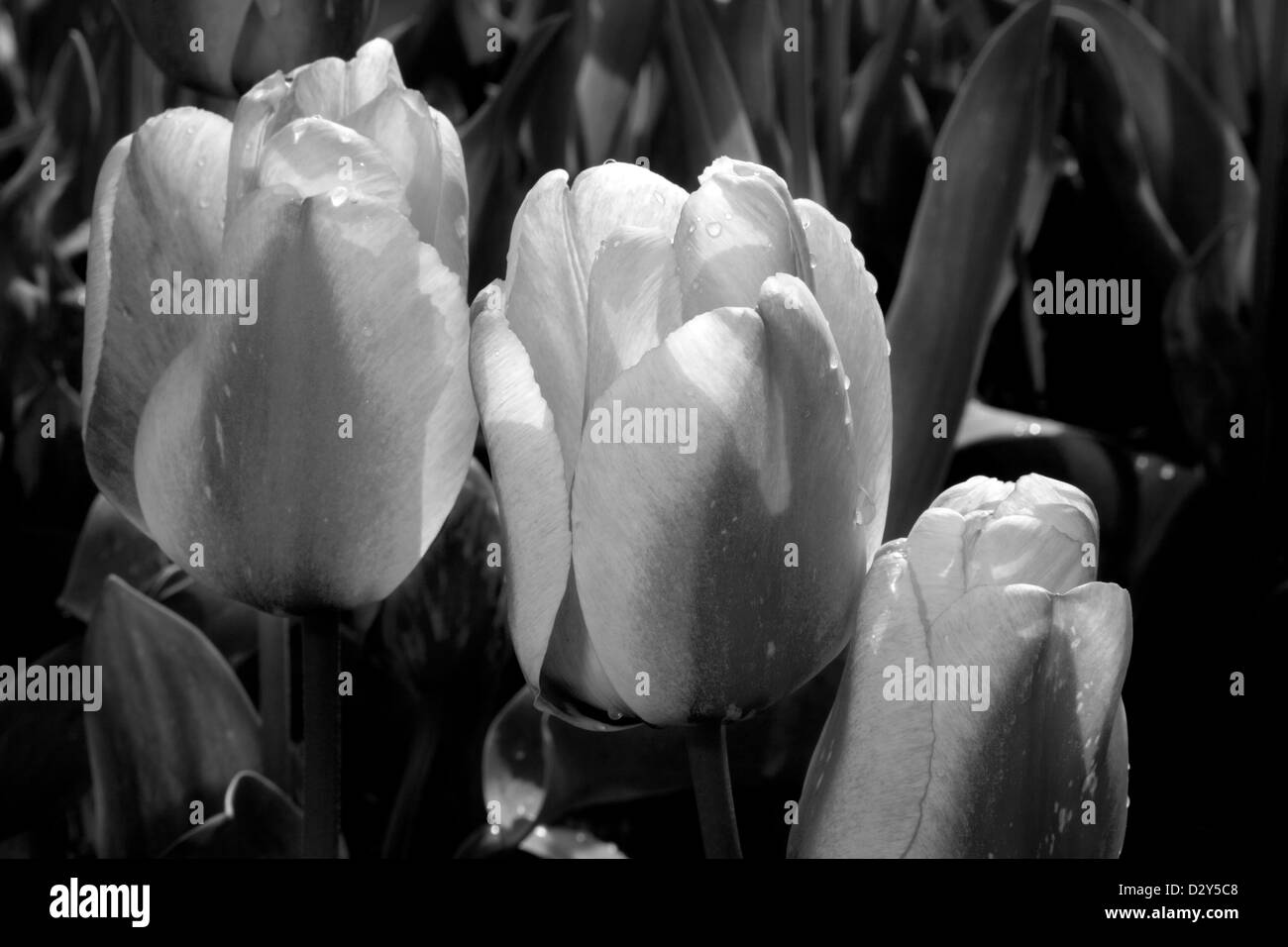 WA04114-00...Washington - i tulipani fioriti nei campi del Skagit River Delta vicino a Mount Vernon. Foto Stock