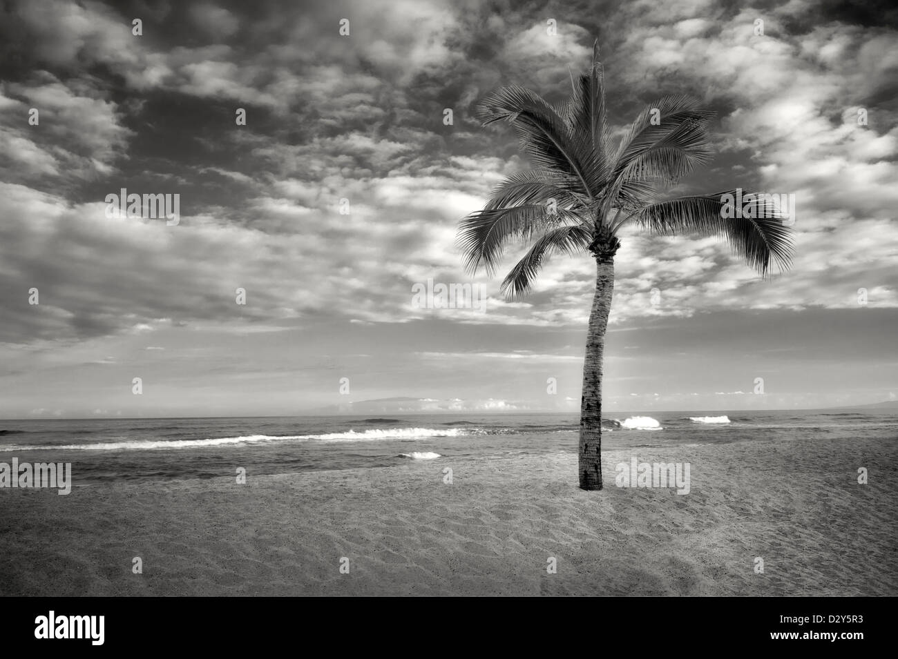 Palm Tree e l'oceano sulla costa Kohala. La Big Island delle Hawaii. Foto Stock