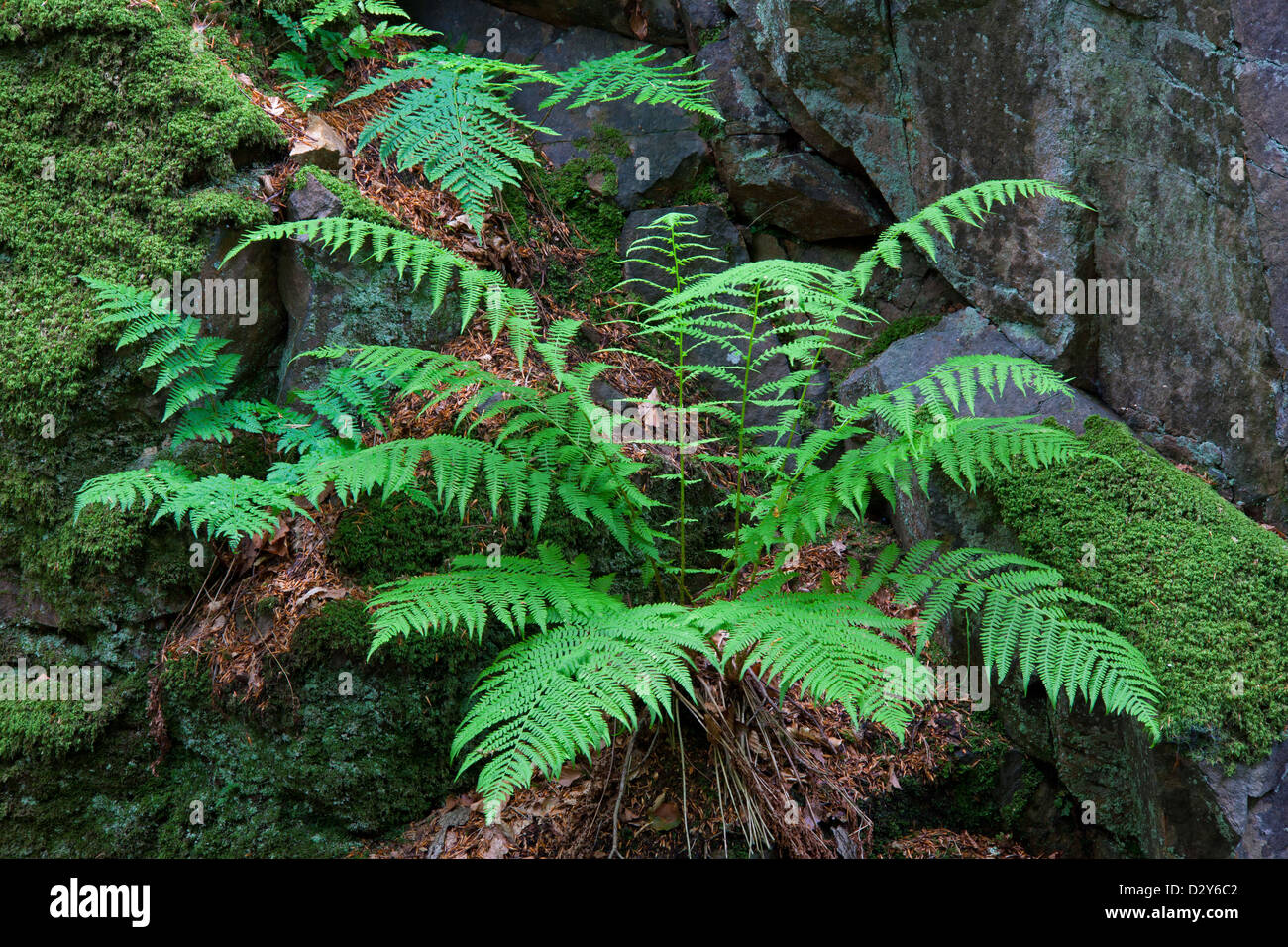 Comune felce maschio (Dryopteris filix-mas) crescente lungo la parete di roccia nella foresta, Svezia Foto Stock