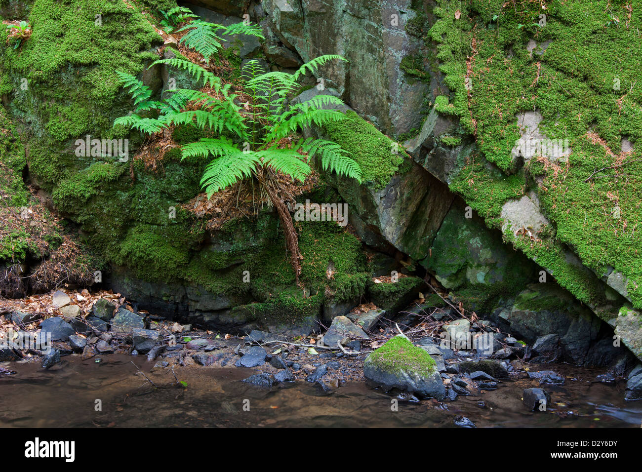Comune felce maschio (Dryopteris filix-mas) crescente lungo la parete di roccia nella foresta, Svezia Foto Stock
