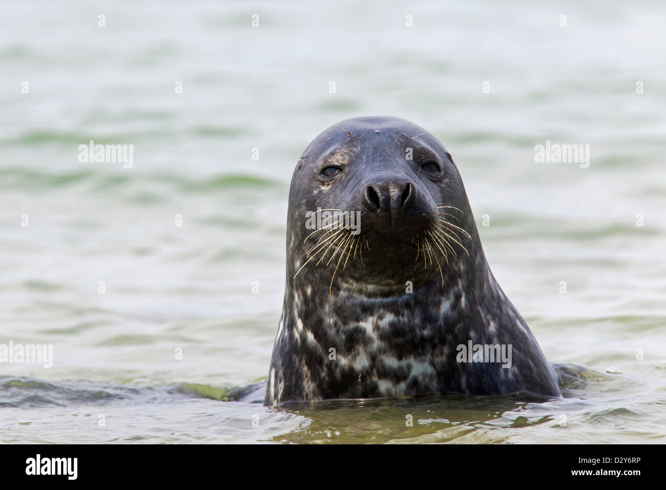 Guarnizione grigio / grigio guarnizione (Halichoerus grypus) femmina nuotando lungo la costa del mare del Nord Foto Stock