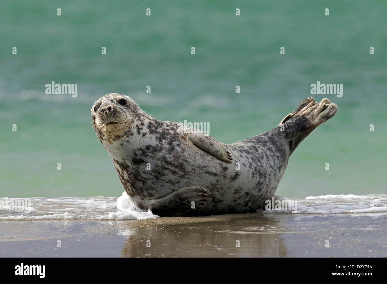 Guarnizione grigio / grigio guarnizione (Halichoerus grypus) femmina sdraiati sulla spiaggia a navigare lungo la costa del Mare del Nord Foto Stock