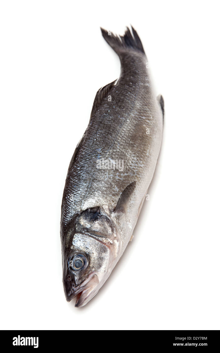 Spigola pesce isolato su un bianco di sfondo per studio. Foto Stock