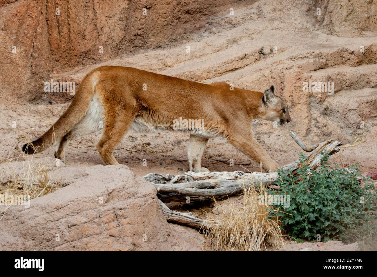 Mountain Lion Felis concolor Arizona-Sonora Desert Museum, Tucson, Arizona, Stati Uniti 23 gennaio Adulti Felidae captive Foto Stock