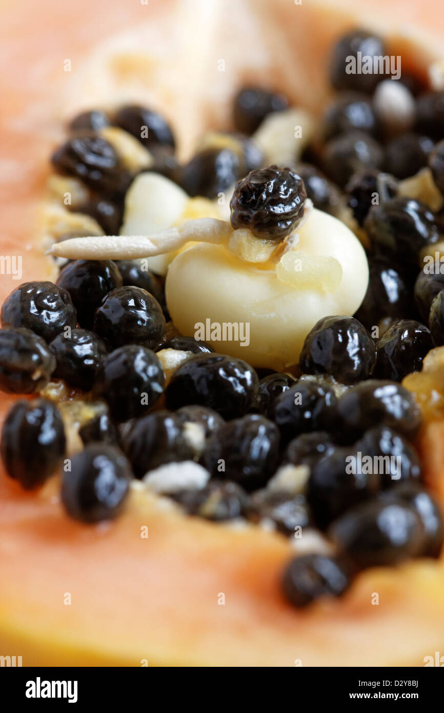 Paw Paw (Papaya) la germinazione di semi Foto Stock