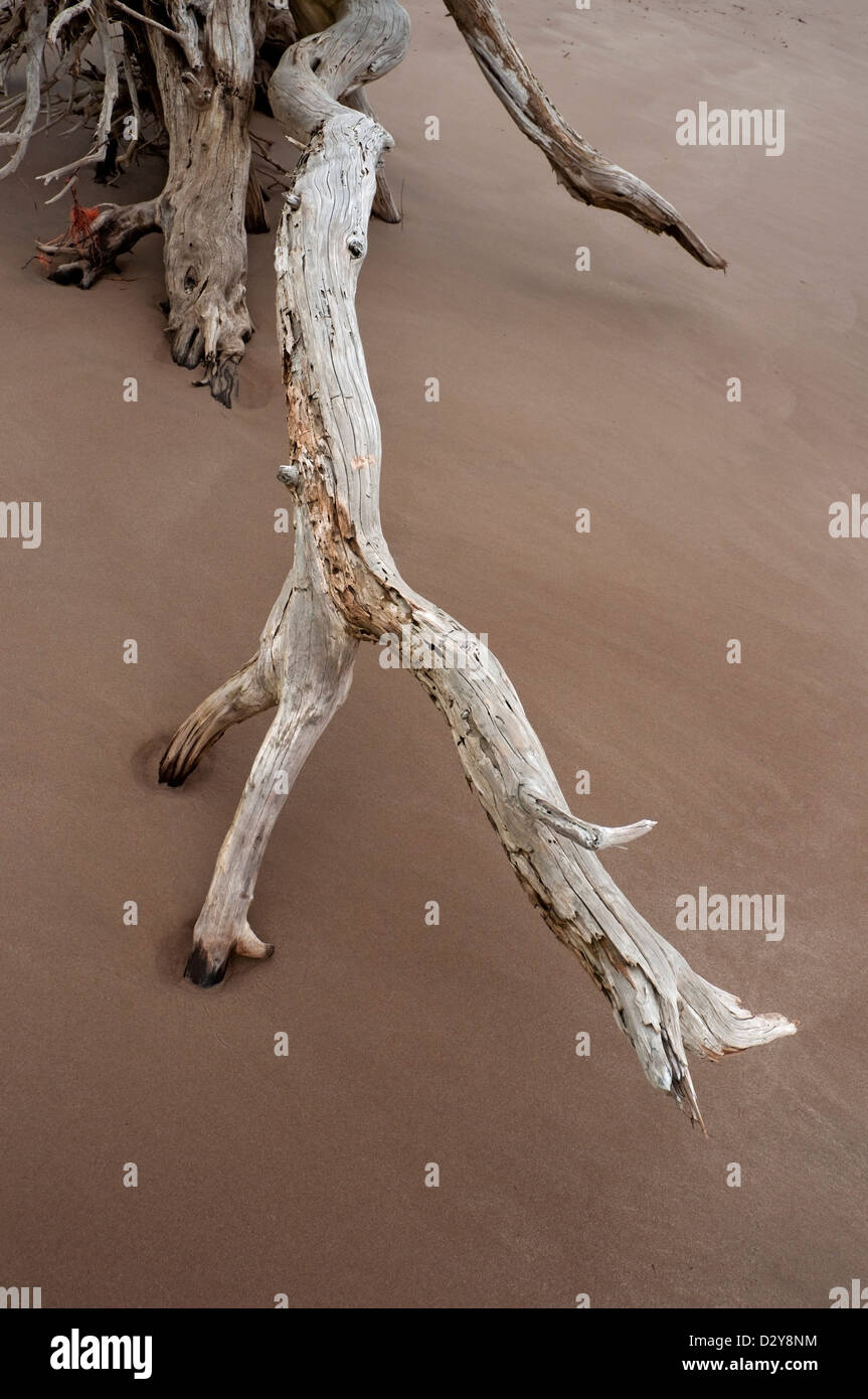 Cimitero sulla Spiaggia Grande Isola di Talbot Florida lungo la costa atlantica famosa per il sale-lavato scheletri di alberi caduti. Foto Stock