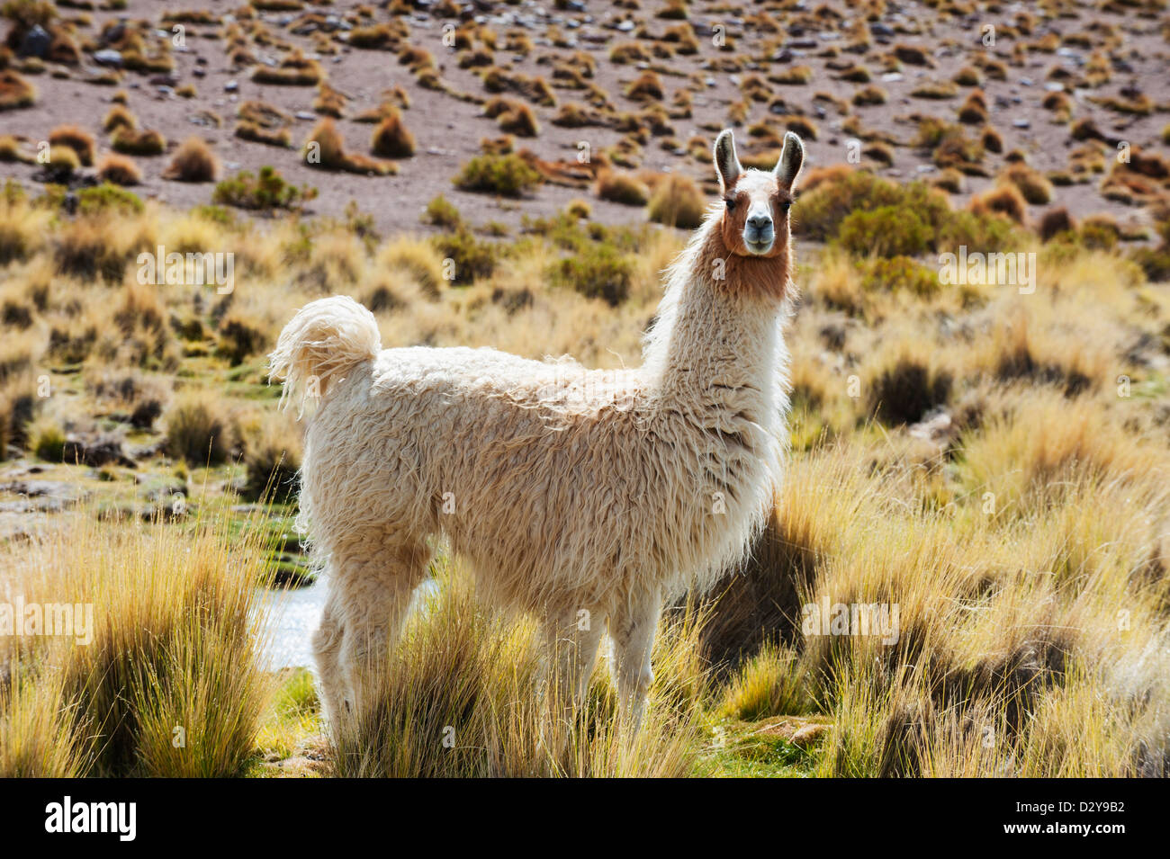 Llama (Lama glama) nel altiplano, Bolivia, Sud America Foto Stock