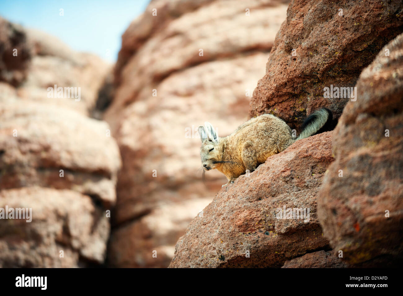 (Viscacha Lagidium peruvianum inca) seduto sulla roccia, Eduardo Avaroa Riserva Naturale, Bolivia, Sud America Foto Stock