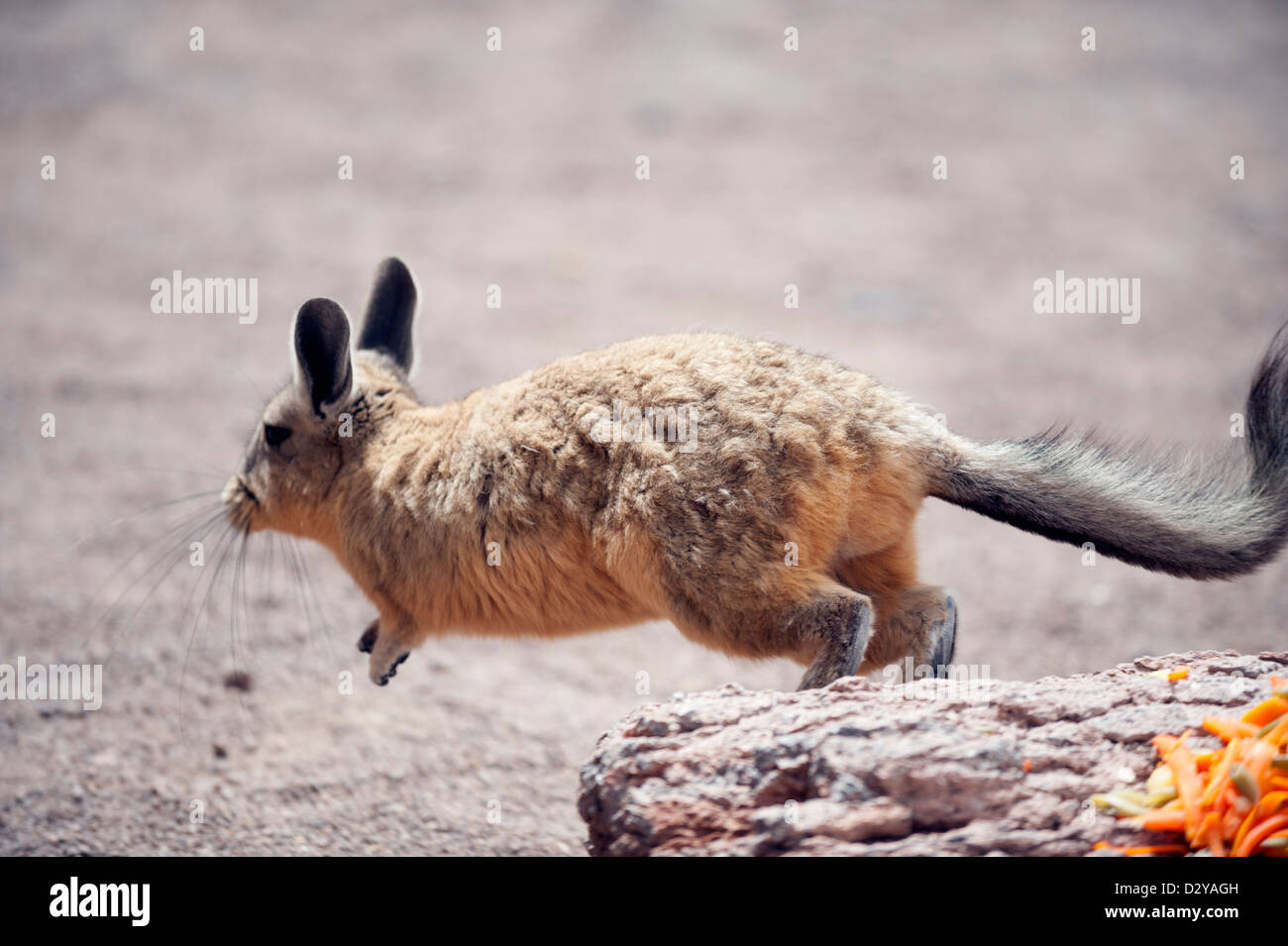 (Viscacha Lagidium peruvianum inca) seduto sulla roccia, Eduardo Avaroa Riserva Naturale, Bolivia, Sud America Foto Stock