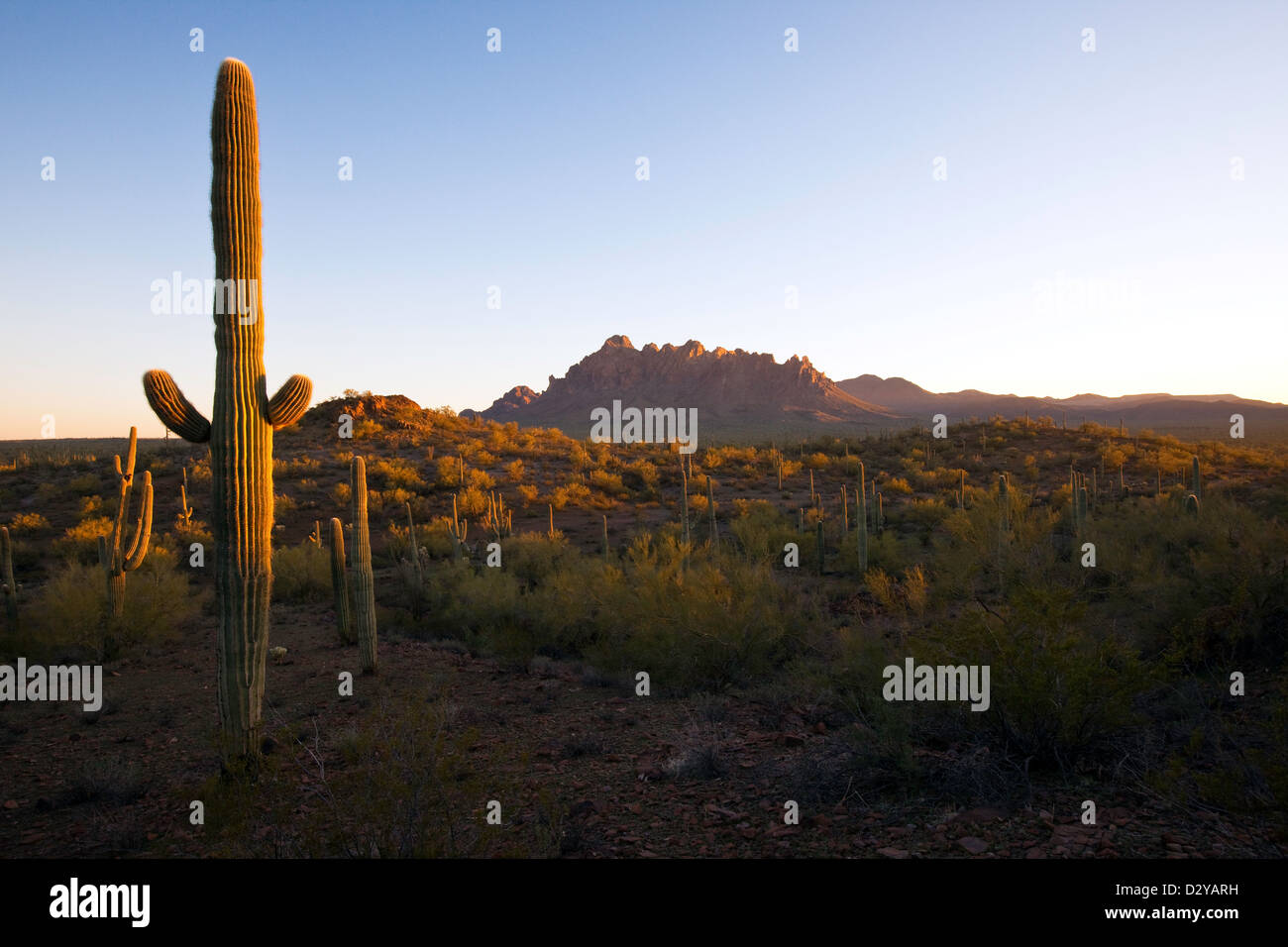 Ironwood monumento nazionale, Ragged Top Mountain in distanza, Arizona Foto Stock