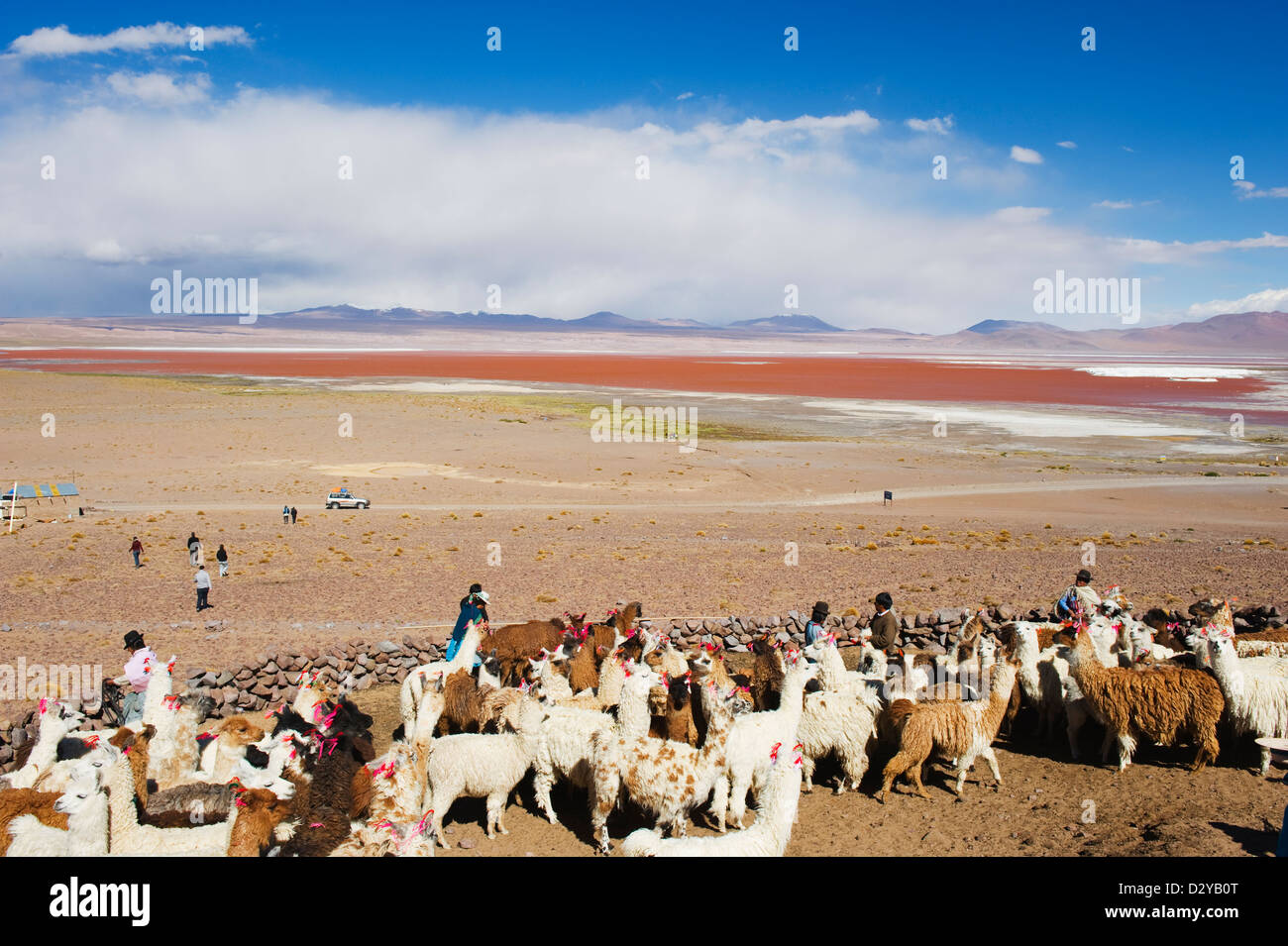 Llama (Lama glama) llama a Laguna Colorado, Red Lake, Eduardo Avaroa Andean riserva nazionale, Bolivia, Sud America Foto Stock